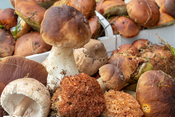 Edible forest mushrooms in autumn. Selective focus on different types of mushrooms such as boletus, chestnuts, parasol and curly hen or fat hen on a table. Mushroom basket in the background.