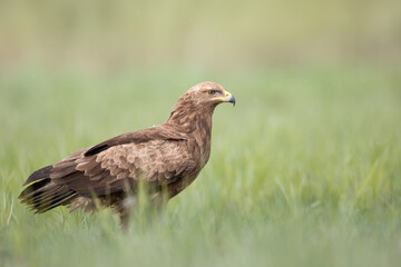 Birds of prey - Lesser Spotted Eagle ( Aquila pomarina ) on green meadow hunting time	