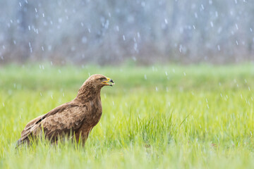 Birds of prey - Lesser Spotted Eagle ( Aquila pomarina ) early spring with snowstorm	
