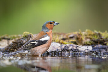 Fototapeta premium Bird chaffinch Fringilla coelebs perching on forest puddle, spring time 