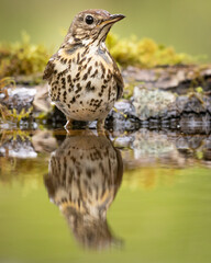 Song Trush Turdus philomelos on the forest puddle amazing warm light sunset sundown