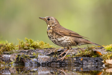 Song Trush Turdus philomelos on the forest puddle amazing warm light sunset sundown