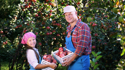 Naklejka na ściany i meble picking apples on farm, in garden. on hot, sunny autumn day. portrait of family of farmers, dad and daughter holding in their hands wooden boxes with red ripe organic apples, smiling,. High quality