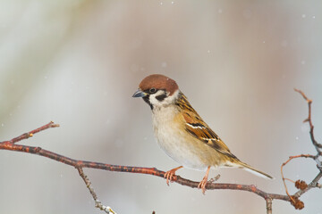 tree sparrow Passer montanus sitting on a branch brown background winter time winter frosty day	