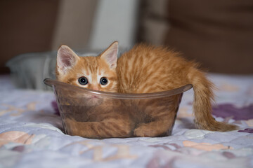 Fototapeta na wymiar Little ginger british shorthair kitten playing at home