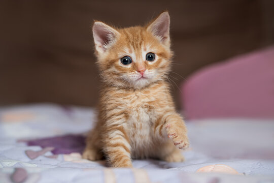 Little ginger british shorthair kitten playing at home