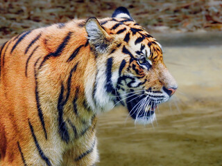 Fototapeta na wymiar Bengal Tiger Profile