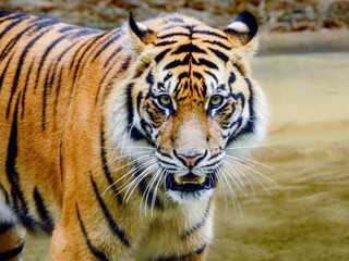 Fototapeta na wymiar Bengal Tiger Looking at Camera