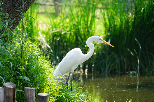 great white heron in wetlands of Xochimilco, Mexico
