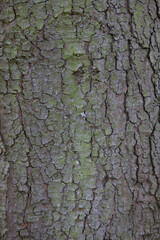 Tree Bark 2