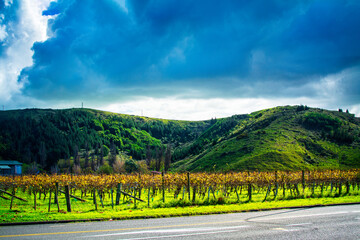 Golden grapevines glowing in the afternoon sun under stormy sky. Vineyard at the foot of green...