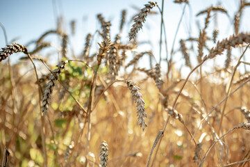 Fototapeta premium Ears of rye in the field. A field of rye on a summer day. Harvesting, grain crops. Shallow depth of field