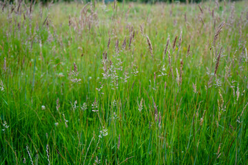 Tall grass growing in a field