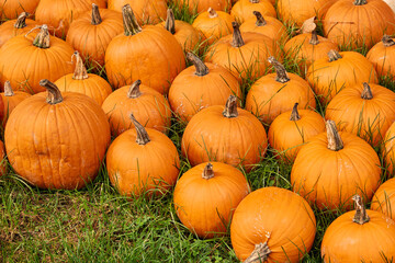 Pumpkins at outdoor farmer market. Pumpkin patch. Halloween decor with various pumpkins, autumn vegetables and flowers. Harvest and garden decoration. High quality photo