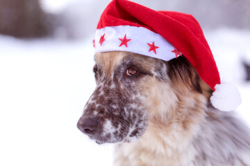 Big dog in santa hat close-up face, snow