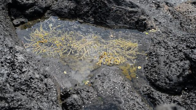 Yellow algae growing in a saltwater puddle at low tide on volcanic rocks. Locked off close-up high angle shot