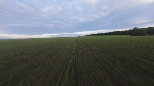 fpv drone flight over a green field at sunset low grass damp grass quickly flies close to the ground