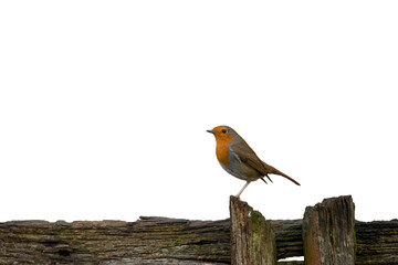 robin isolated on white png
