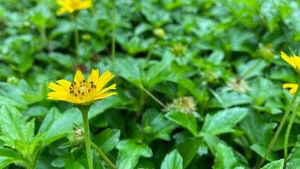 yellow dandelion flower