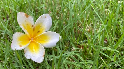 white and yellow flowers