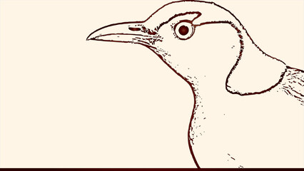 sketch of The Regent Bowerbird illustration  design .bird, vector, animal, nature, illustration, flying, hummingbird, stork, cartoon, wing, beak, design, art, silhouette, heron, wildlife, birds