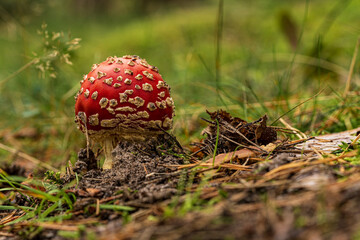 The red fly agaric (Amanita muscaria) among the pine needles