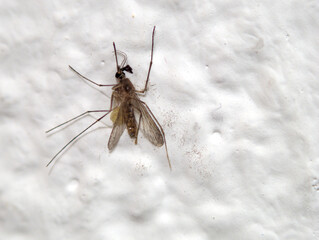Squashed dead mosquito on white wall, isolated, macro