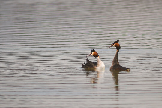 Coppia di Svasso maggiore (Podiceps cristatus) in parata nuziale sul lago