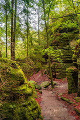 Cover page with magical enchanted fairytale forest with fern, moss, lichen and sandstone rocks at the hiking trail Swedish Holes in the national park Saxon Switzerland near Dresden, Saxony, Germany.