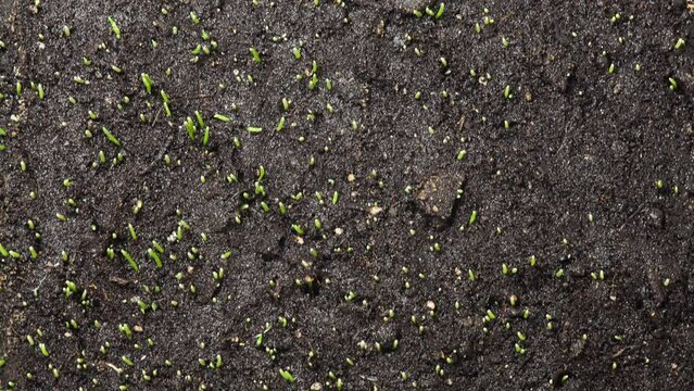 Time Lapse Growing Rye Field, Cereal Crop. Nature spring season. Gardening agriculture food. Fresh Green Wheat Plant.