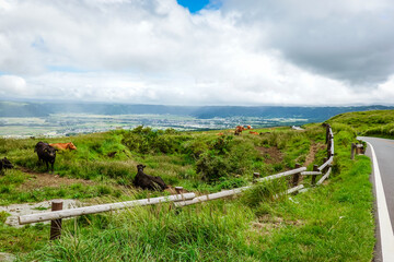 阿蘇山の草原に放牧された牛（熊本県）