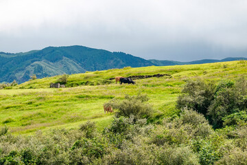 Fototapeta na wymiar 阿蘇山の草原に放牧された牛（熊本県）