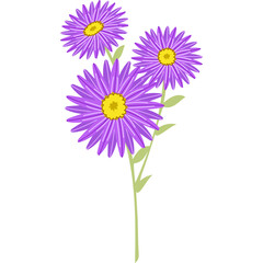 aster flower blossom floral clipart png