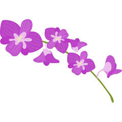 orchid flower blossom floral clipart png