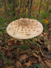 Macrolepiota procera, the parasol mushroom