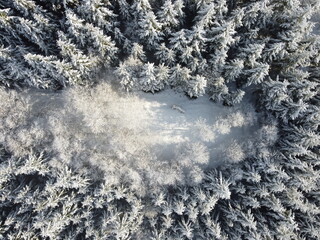 Mañana invernal cubierto de una capa de nieve