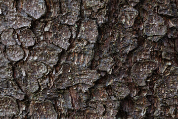 Natural texture of tree bark. Tree trunk close-up. Natural wood background with bark patterns.