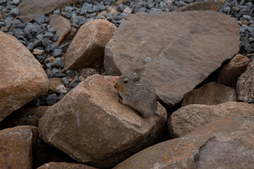 snow rats in a stony enviroment on mountain high altitude with grain and out of focus