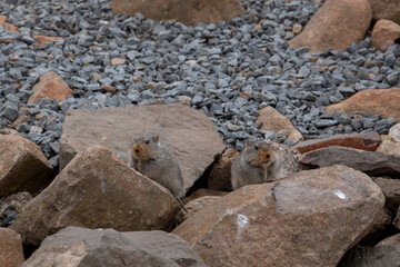 snow rats in a stony enviroment on mountain high altitude with grain and out of focus