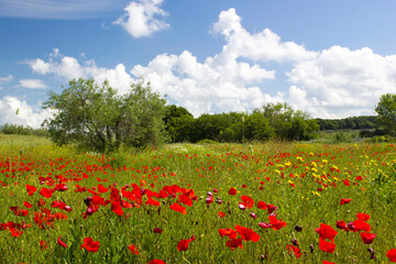 Fototapeta na wymiar spring in Tuscany, landscape with poppies