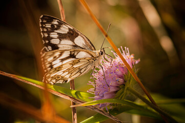 butterfly on meadow