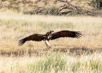 Lappet-faced Vulture
