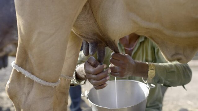 Milker's Hand Milking Gyr Dairy Cattle And Squirting Into The Bucket. - close up