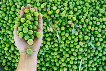 Harvest of olives holding in hand.  Spanish ingredient for the Mediterranean diet. Manzanilla olives in the hand with an out of focus background full of olives. Hand holding something.