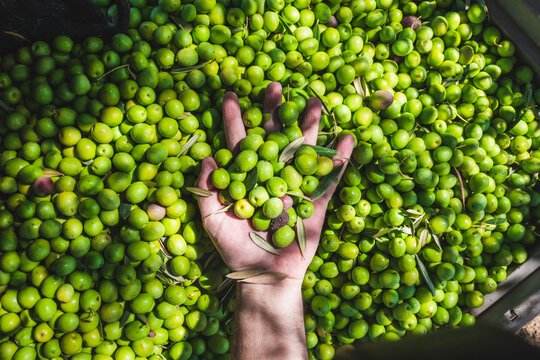 Harvest of olives in hand.  Spanish ingredient for the Mediterranean diet. Hand grabbing and picking a bunch of organic manzanilla olives from a big box at the annual harvest.