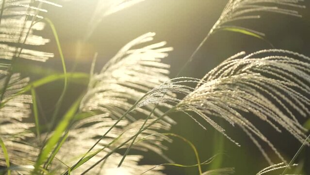 	風に揺れるススキ