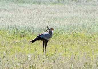 Secretarybird