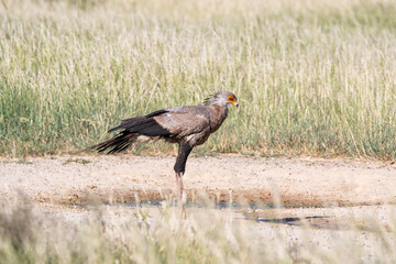 Secretarybird