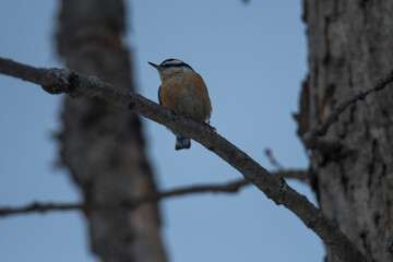 Red-Breasted Nuthatch perched and looking to the side