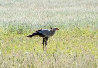 Secretarybird